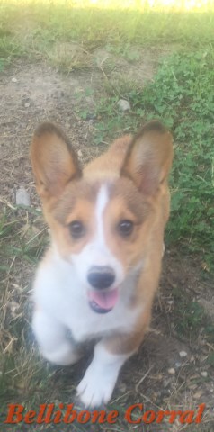 pembroke welsh akc corgis