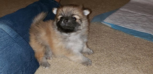 5 Beautiful Pomeranian Puppies in need of Furever homes!