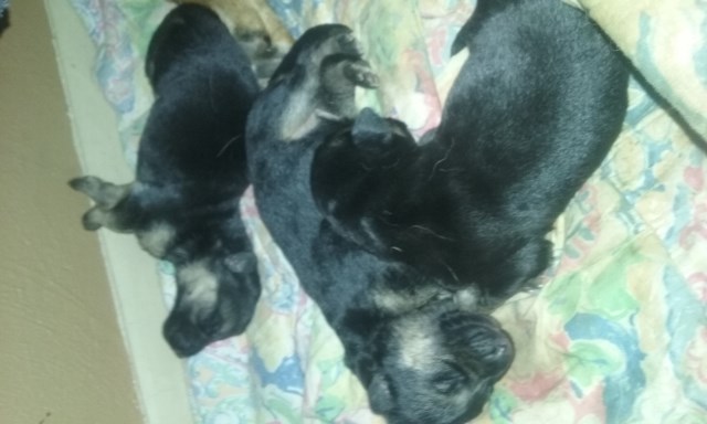 German Shepherd Dog puppy for sale + 47800