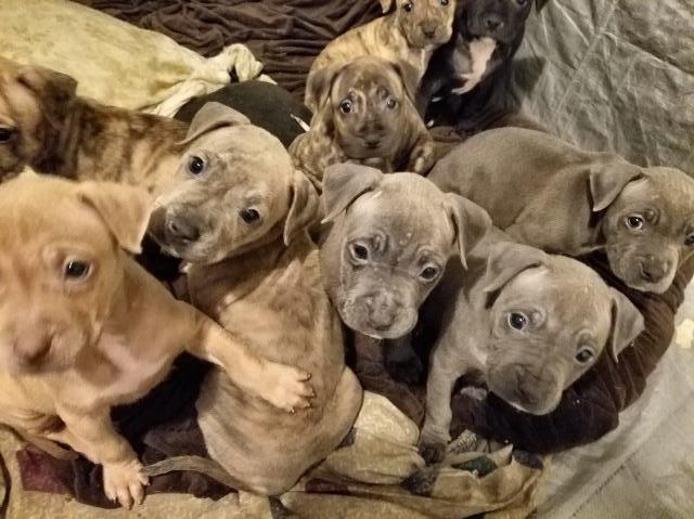 American pitbull puppies