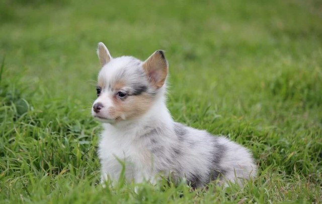 Fluffy American corgi puppies