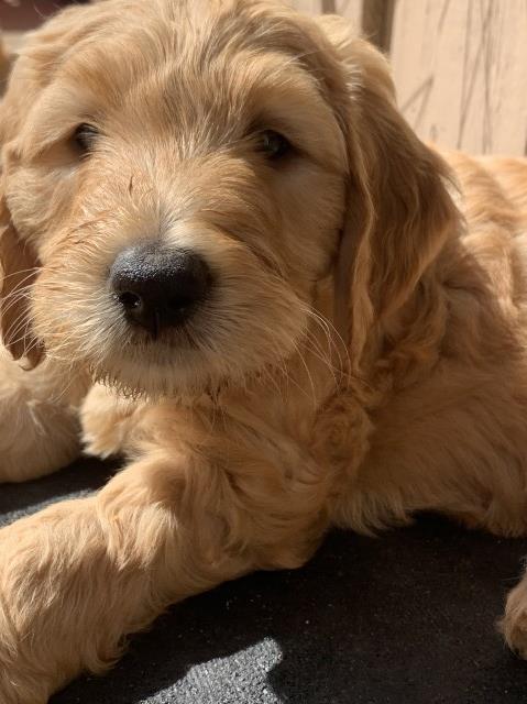 Goldendoodle puppy for sale + 63313