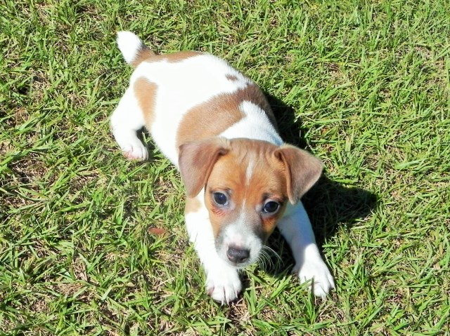 Jack Russell Terrier puppy for sale + 47237