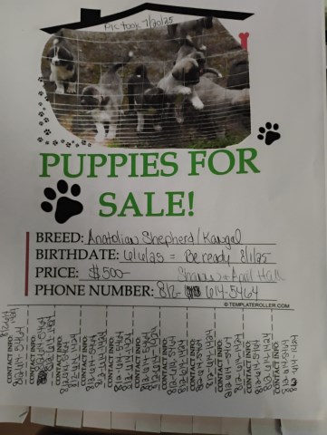 Anatolian Shepherd Dog puppy for sale + 66698