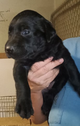 AKC Lab Puppies