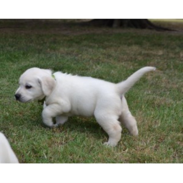 Labrador Retriever puppy for sale + 46412