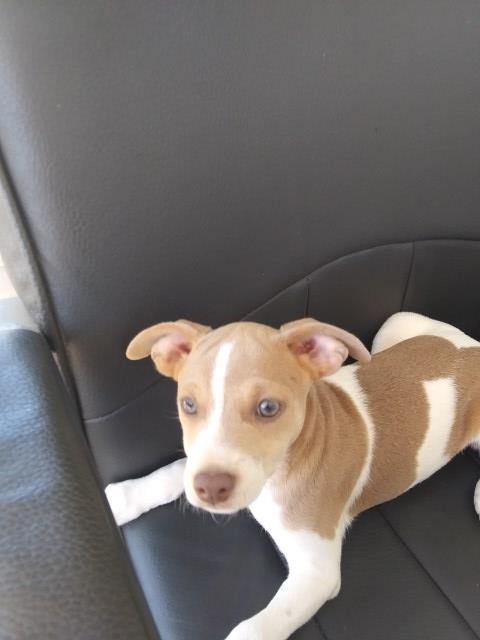 Rat Terrier Puppies UKC Registered