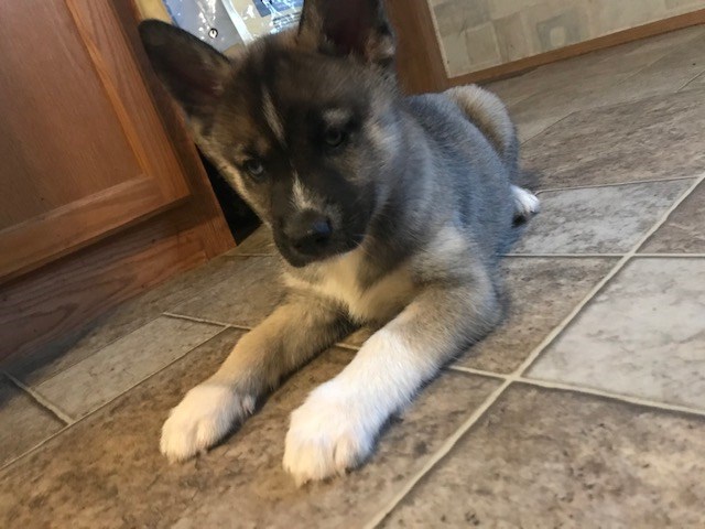 Bi-Eyed Siberian Husky Puppy