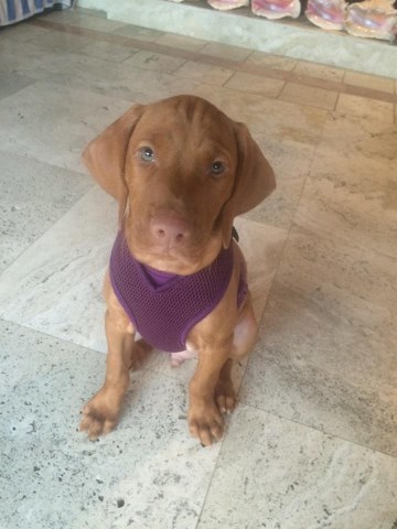 Vizslac puppiesc AKC