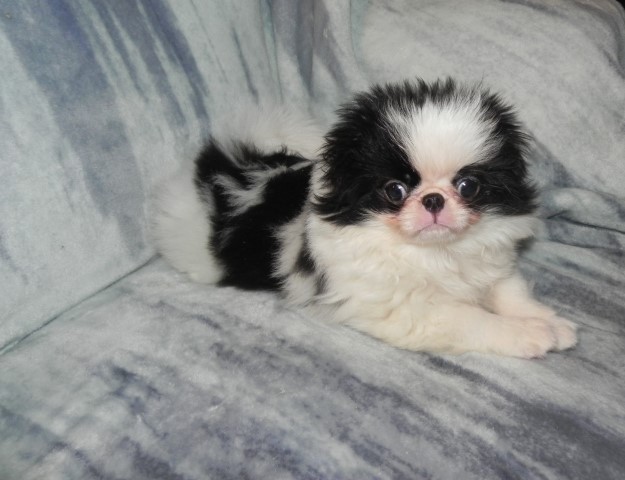 AKC Black and White Japanese Chin Male