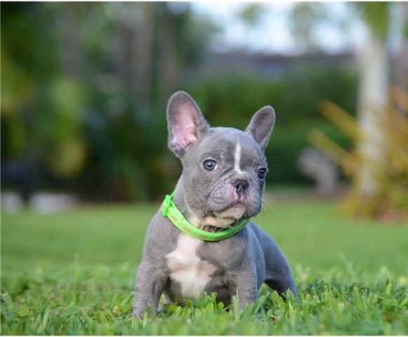 French Bulldog puppy dog for sale in JACKSON, Missouri