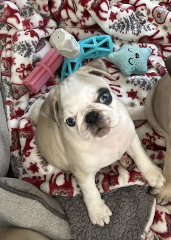 Peanut is a thirteen  week old female who is a white Panda Pug who also has bright blue eyes!