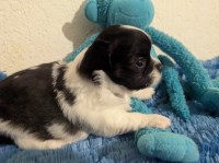 Snoopy Long Coat Apple Head Chihuahua Male Chihuahua for sale/adoption