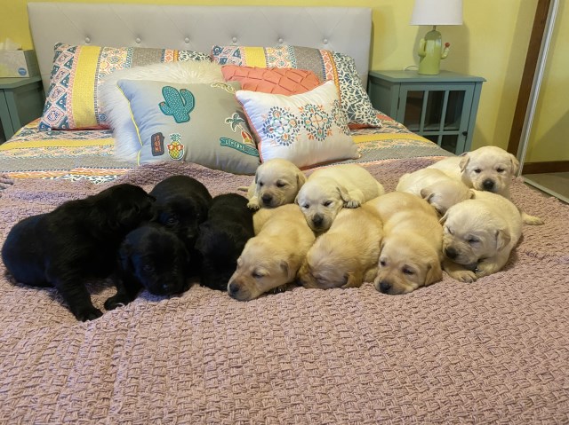 Pure Labrador Retriever Puppies
