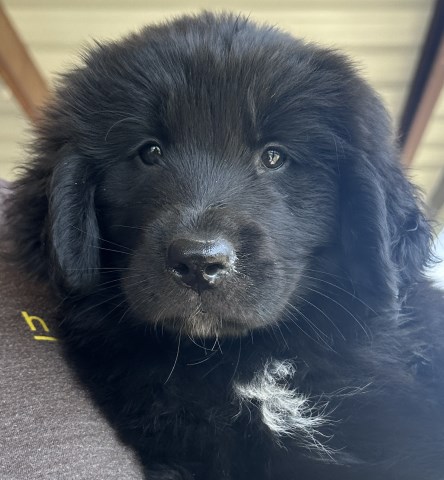 Newfoundland Dog puppy for sale + 66563
