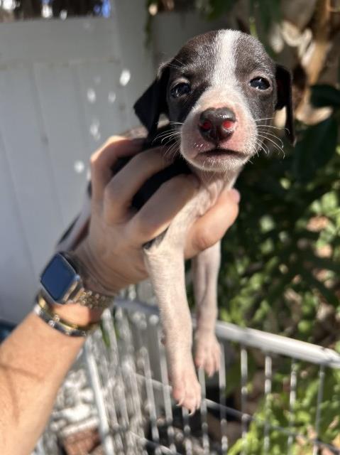 IG puppies for sale