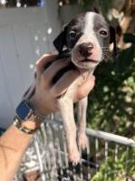 Last Puppy Listed