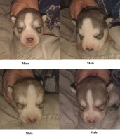 Last Puppy Listed