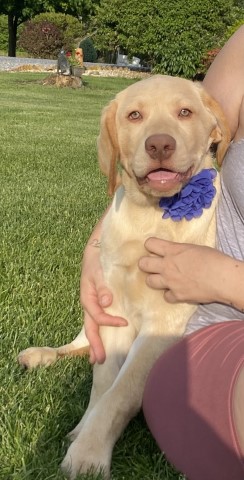 Labrador Retriever puppy for sale + 64526