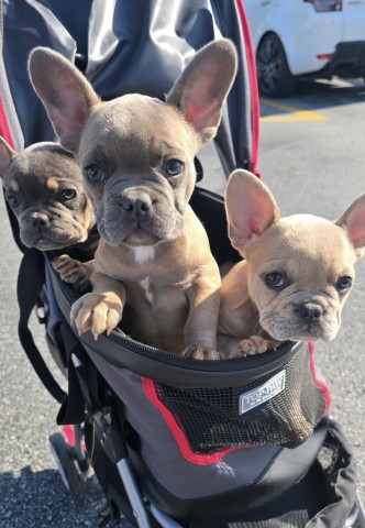 Frenchie Puppies; AKC Registered, Health Guaranteed- Arkansas