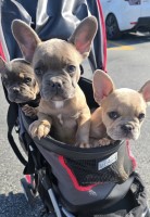 Frenchie Puppies; AKC Registered, Health Guaranteed- Arkansas French Bulldog for sale/adoption