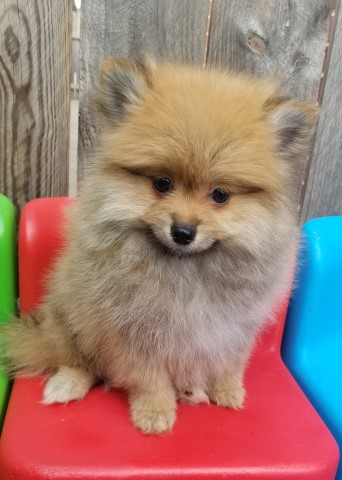 Purebred Pomeranian Puppy Girl HEIDI
