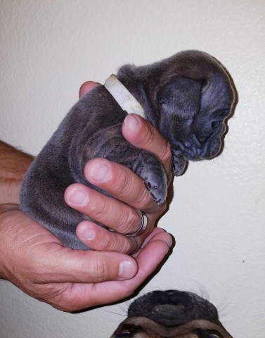 French Bulldog puppy for sale + 58762