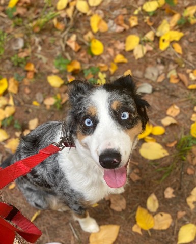 Australian Shepherd Dog puppy for sale + 61119