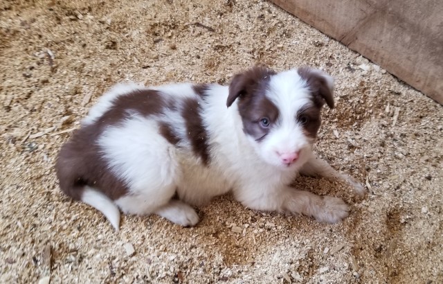 Border Collie puppy for sale + 61926