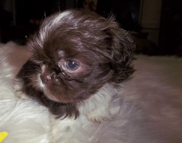 Shih Tzu puppy for sale + 64222