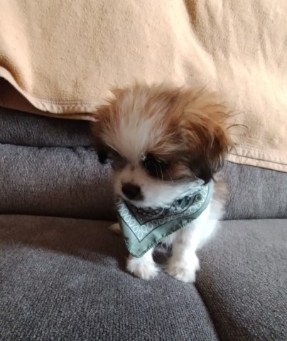 Shih Pom Male Puppy 12 weeks