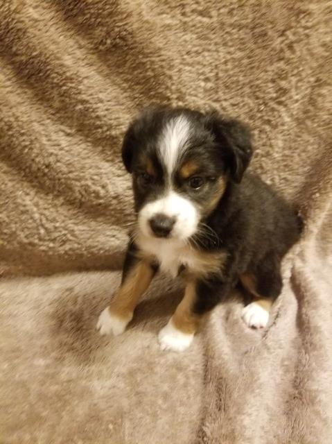 Miniature Australian Shepherd puppy for sale + 50247