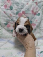 Last Puppy Listed