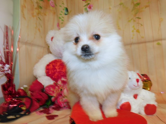 Tiny Toy Pomeranian Babies. Extremely Affectionate! Financing.