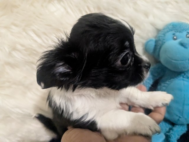 Chihuahua