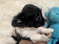 Panda LC  Chihuahua Puppy  Videos Chihuahua for sale/adoption