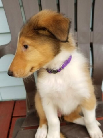 Purebred Akc Collie Puppies for sale