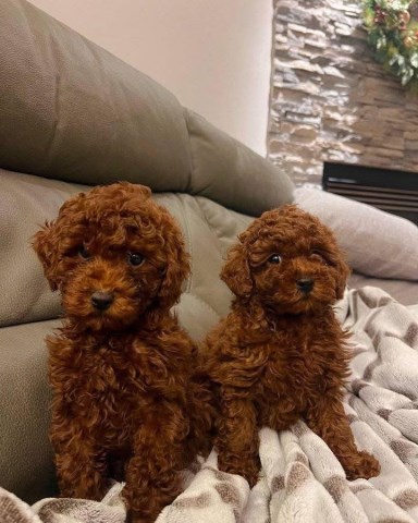 Poodle Toy puppy for sale + 67065