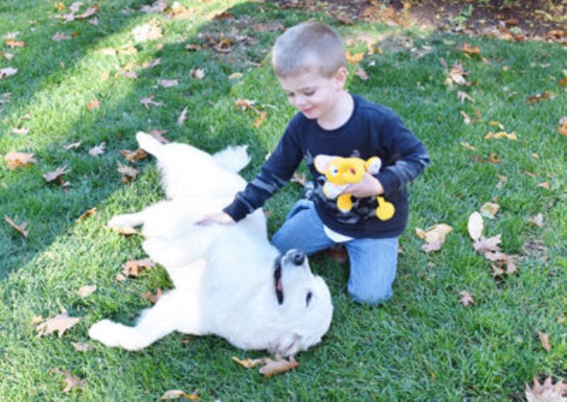 AKC English Cream Golden Puppies