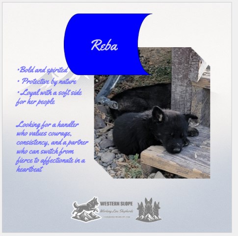 Reba – Strong Enough to Be Your Pup