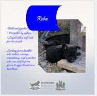 Reba – Strong Enough to Be Your Pup German Shepherd Dog for sale/adoption