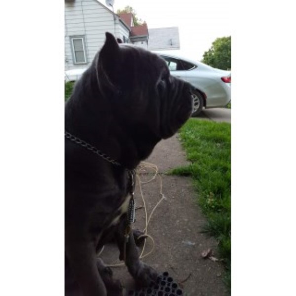 Cane Corso Puppy Dog For Sale In Akron Ohio