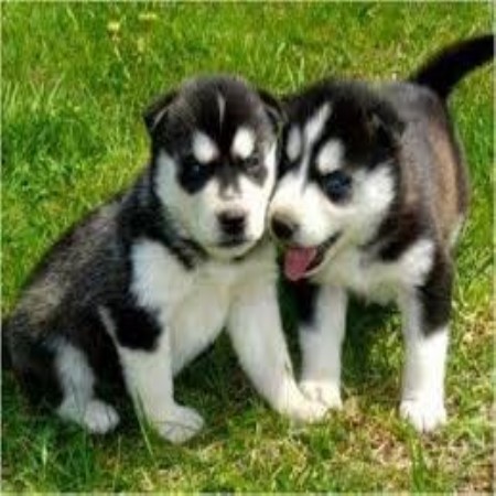 Male and Female Siberian husky puppies for adoption