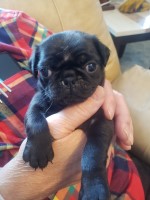 Black Male Pug Puppies for sale Pug for sale/adoption