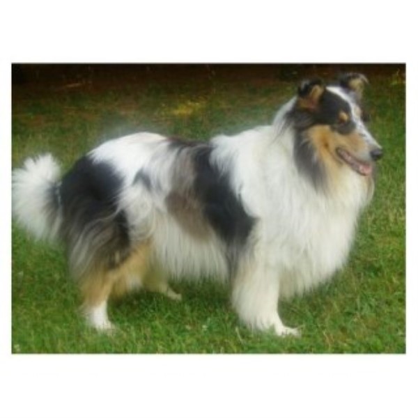 Stunning AKC Blue Merle Rough Collie