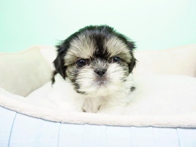 Shih Tzu puppy for sale + 54767