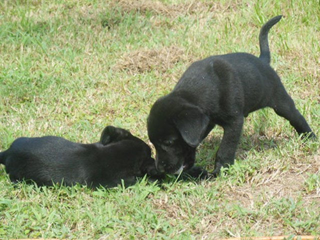 Labrador Retriever puppy for sale + 49392