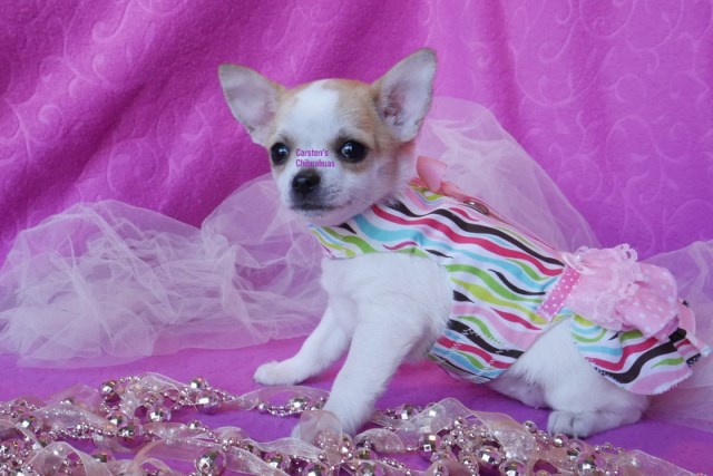 Chihuahua puppy for sale + 61981