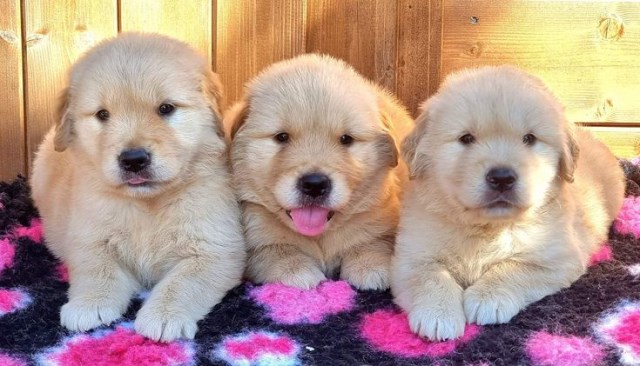 Cute golden retriever puppies for sale