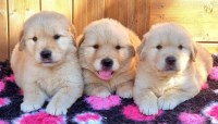 Cute golden retriever puppies for sale Golden Retriever for sale/adoption
